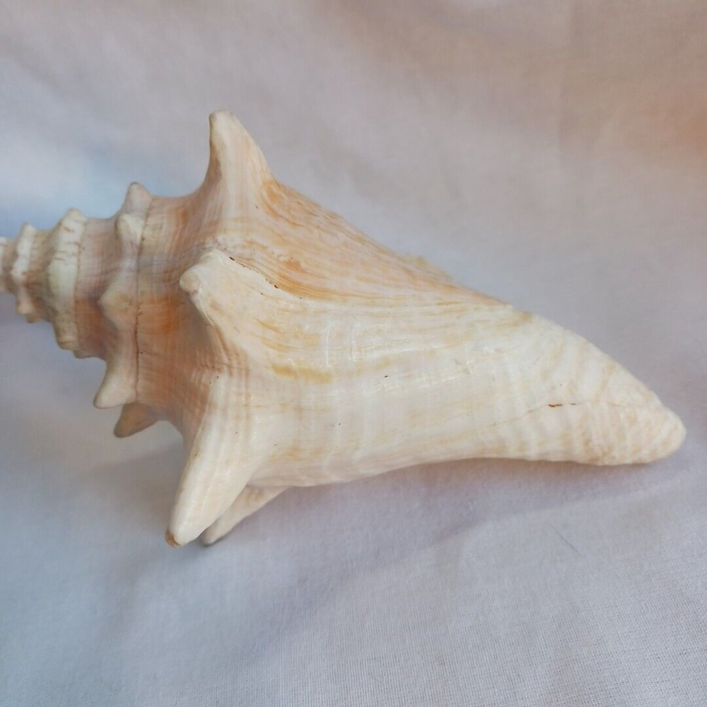 Conch Shell 6 Inch - Picture 8 of 10